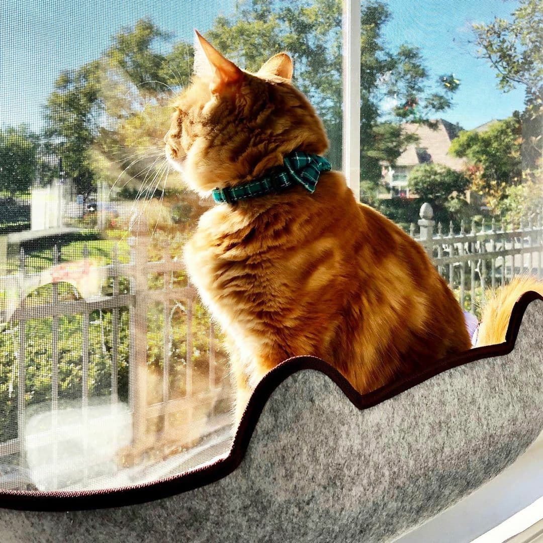 KittyBunk™️ Window Bed