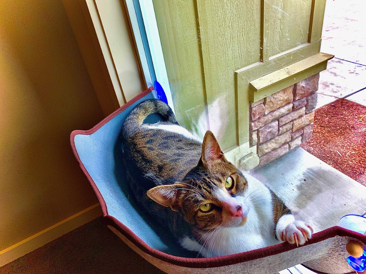 KittyBunk™️ Window Bed